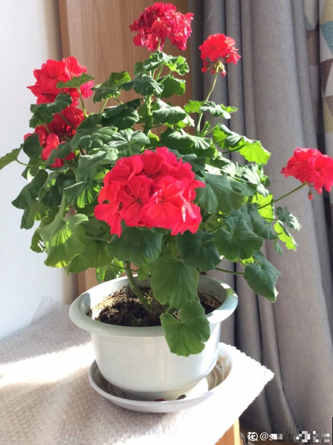 天竺葵太能开，一年能开大半年，花多还易爆盆！