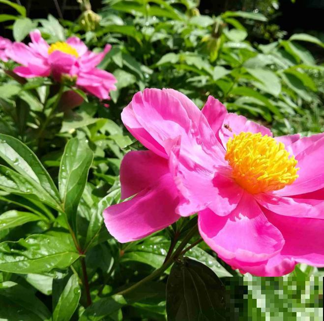 真相:花总烂根的罪魁祸首,就是这玩意! 真相:花总烂根的罪魁祸首,就是这玩意!