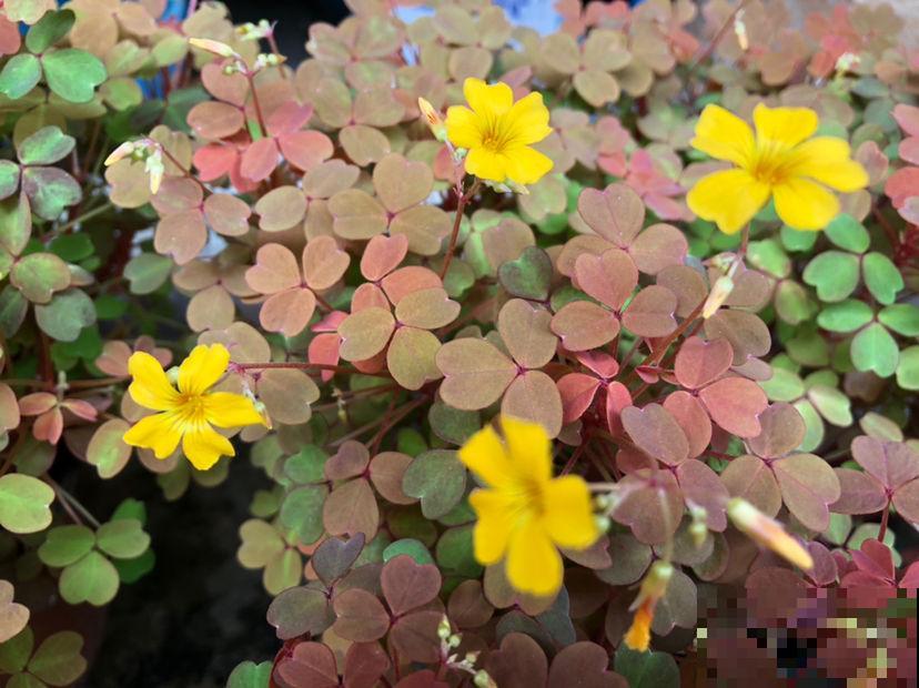 路边的小草花，挖回家种1盆，半年爆出10盆