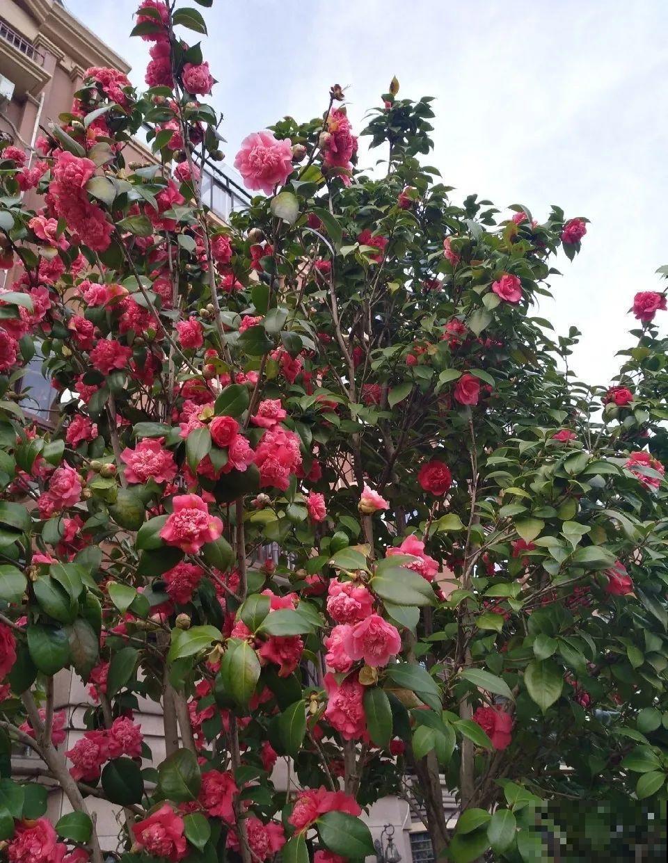 嫁接达人,玉树嫁接长寿上,花友直呼内行! 嫁接达人,玉树嫁接长寿上,花友直呼内行!