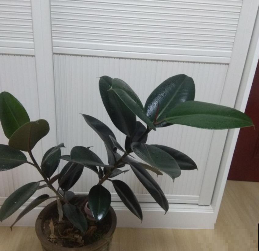 橡皮树秋天容易死，做好这3点，叶片翠绿！