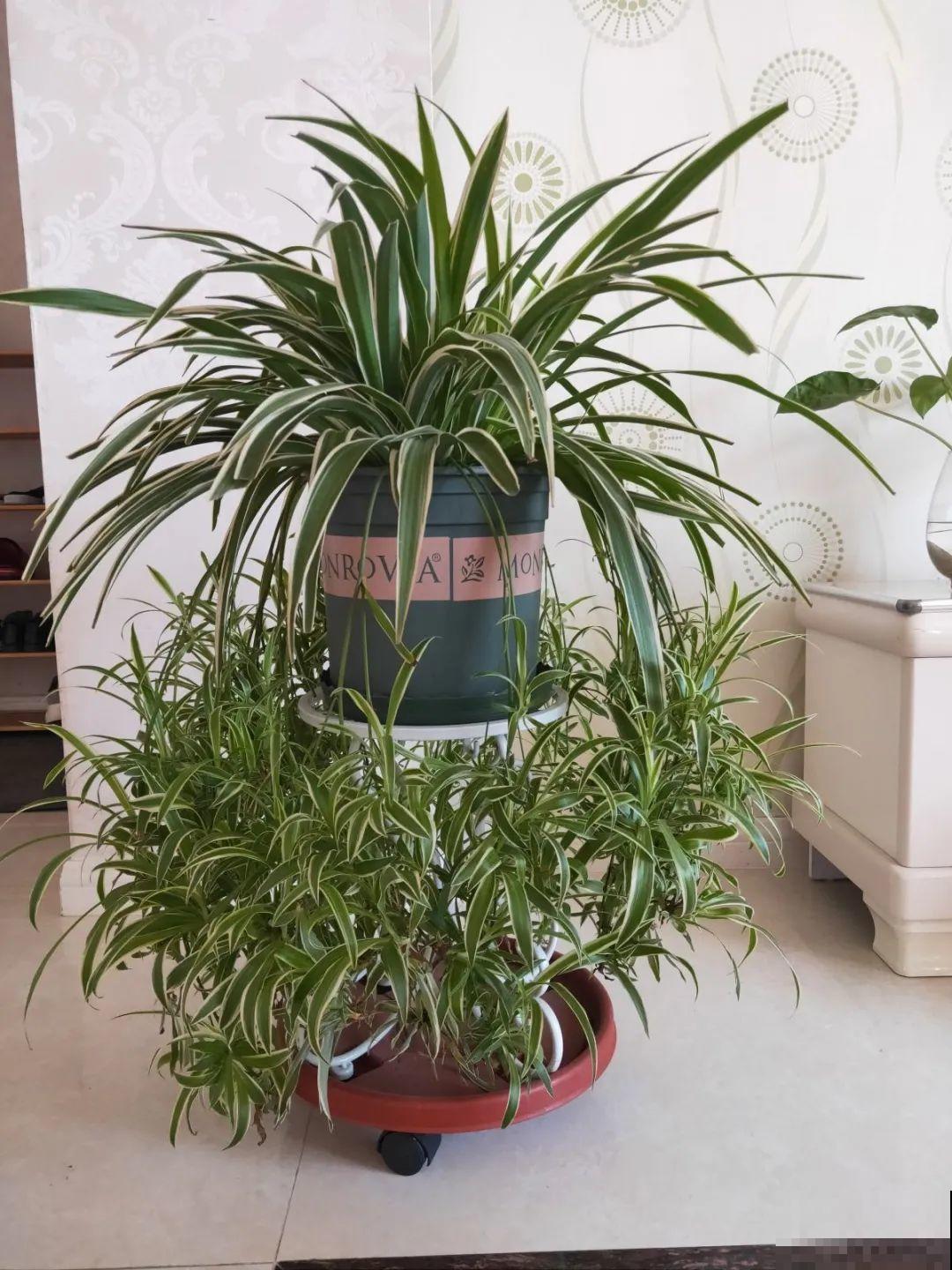 都说这花很好养,为啥还是养死了?就是因为管不住手! 都说这花很好养,为啥还是养死了?就是因为管不住手!