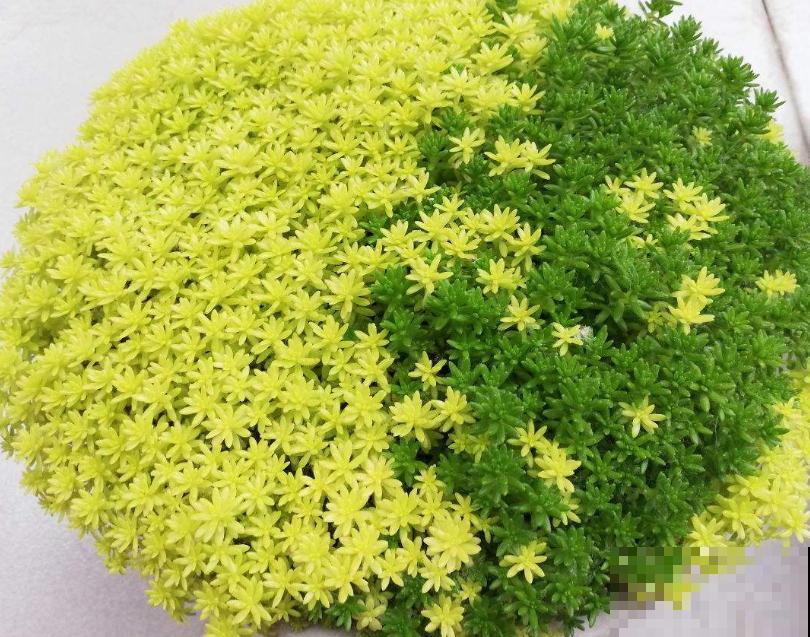 封闭小阳台，适合养这8种多肉，上色快、爆盆容易！