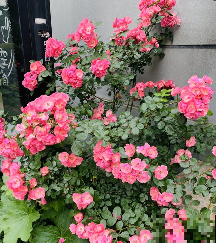 养花在精不在多,一盆精品,胜过10盆普通花! 养花在精不在多,一盆精品,胜过10盆普通花!