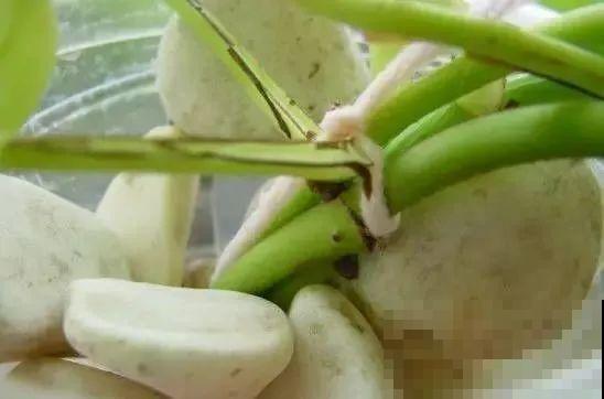 旧筷子、老干妈瓶，都是养花宝贝，做盆浇水都能用！