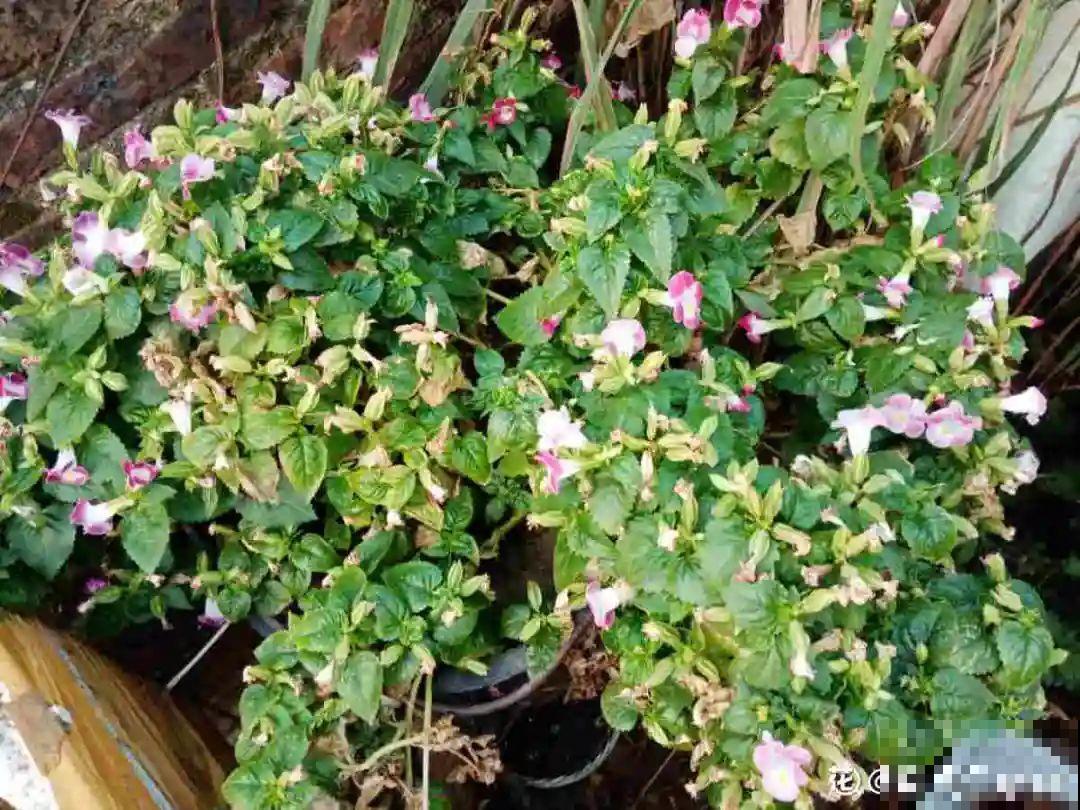 一次性的花，秋天开完就扔了，别浪费时间！