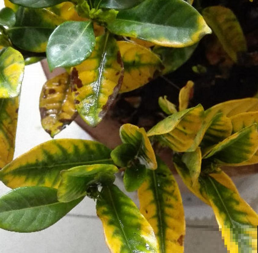 “双刃剑”硫酸亚铁，别乱用，用对方法很重要！