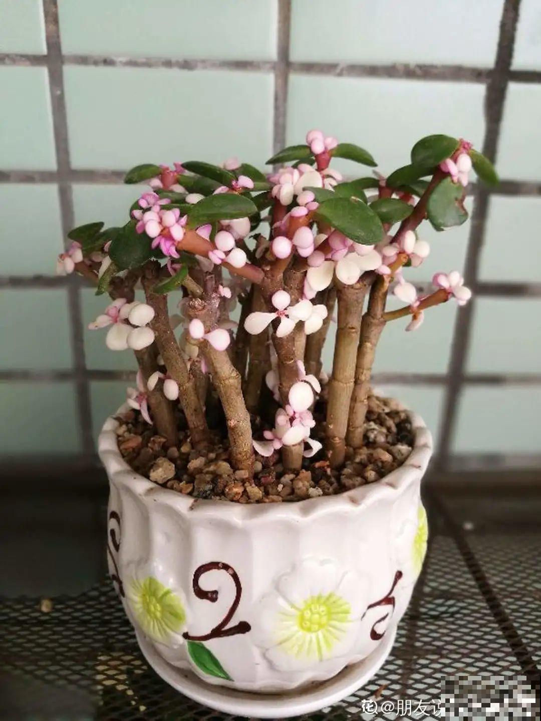 新买一盆花,叶子五颜六色,真怀疑它是不是喷药了? 新买一盆花,叶子五颜六色,真怀疑它是不是喷药了?