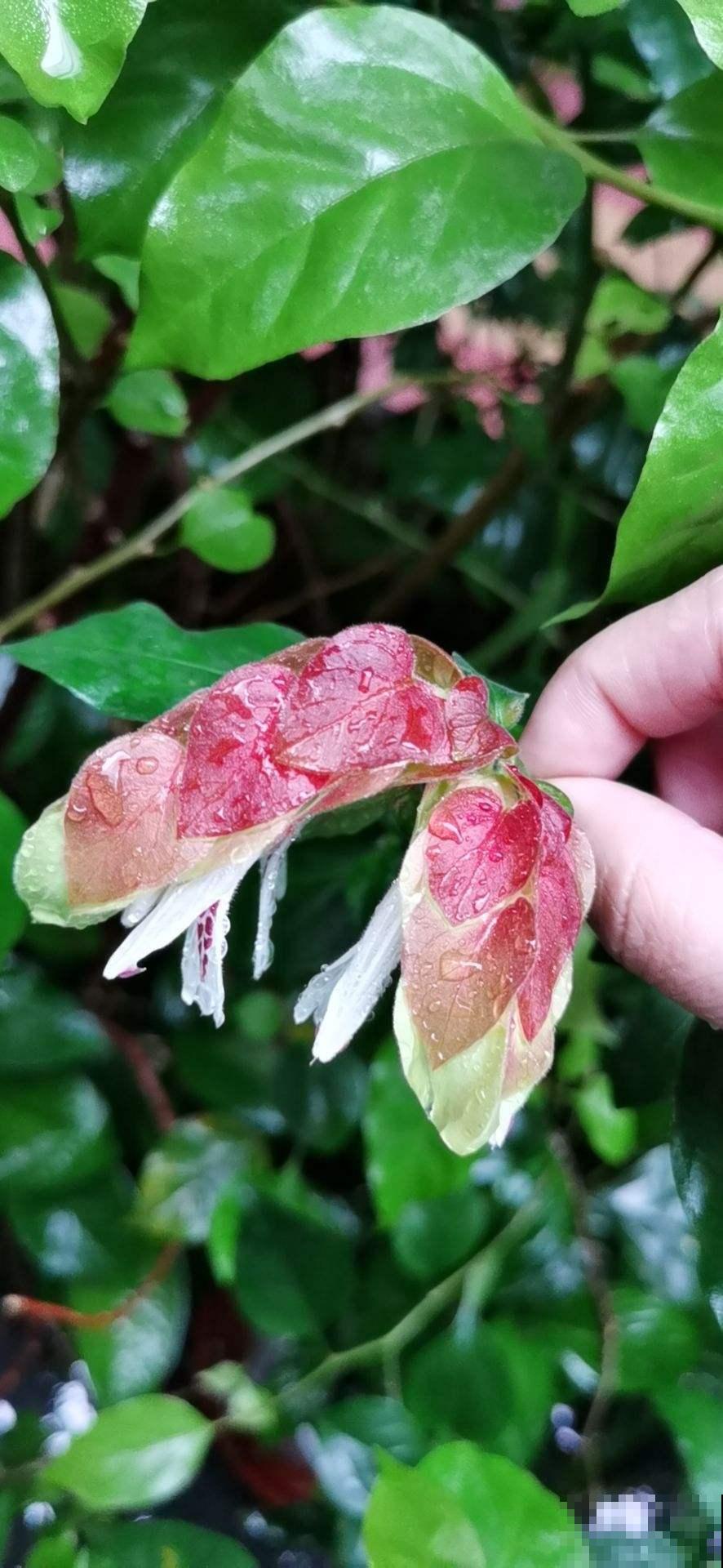 虾衣花不用买,在家就能繁殖,方法多样,总有一种适合你! 虾衣花不用买,在家就能繁殖,方法多样,总有一种适合你!