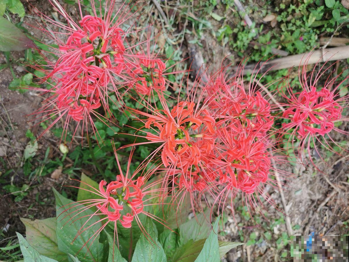 5种新颖的花，邻居没见过，养了你就被羡慕吧！