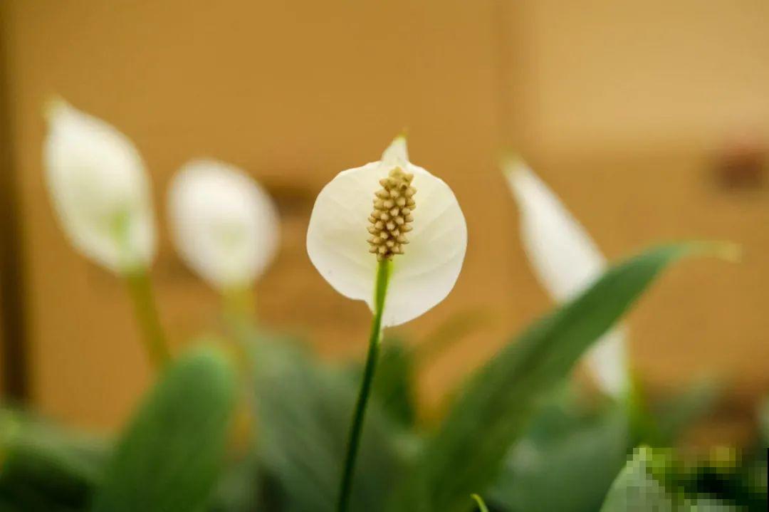 24种植物“净化器”,每个房间养一盆,太值了! 24种植物“净化器”,每个房间养一盆,太值了!