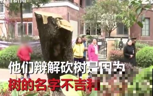 白色蜀葵竟被拦腰折断,说是因为颜色不吉利,真无语! 白色蜀葵竟被拦腰折断,说是因为颜色不吉利,真无语!