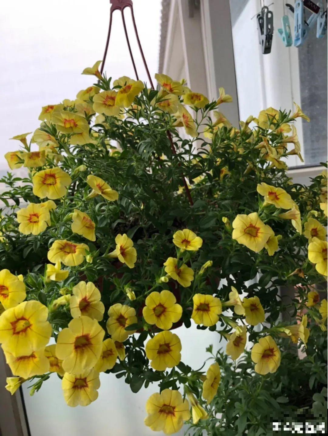 精致小草花，挂起来养，能开成花瀑布！