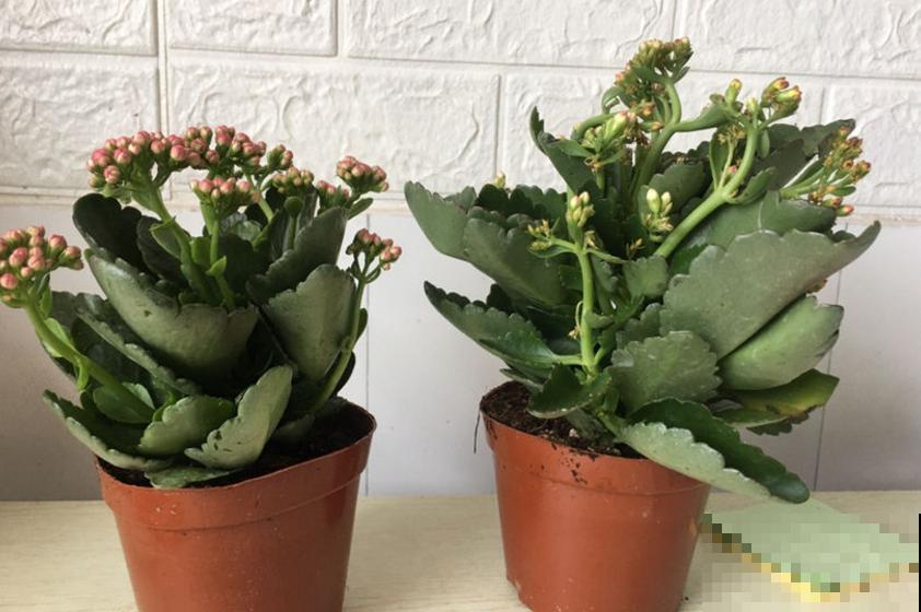 遇到玄灰蝶要小心,赶快防护,泛滥之后让你哭! 遇到玄灰蝶要小心,赶快防护,泛滥之后让你哭!