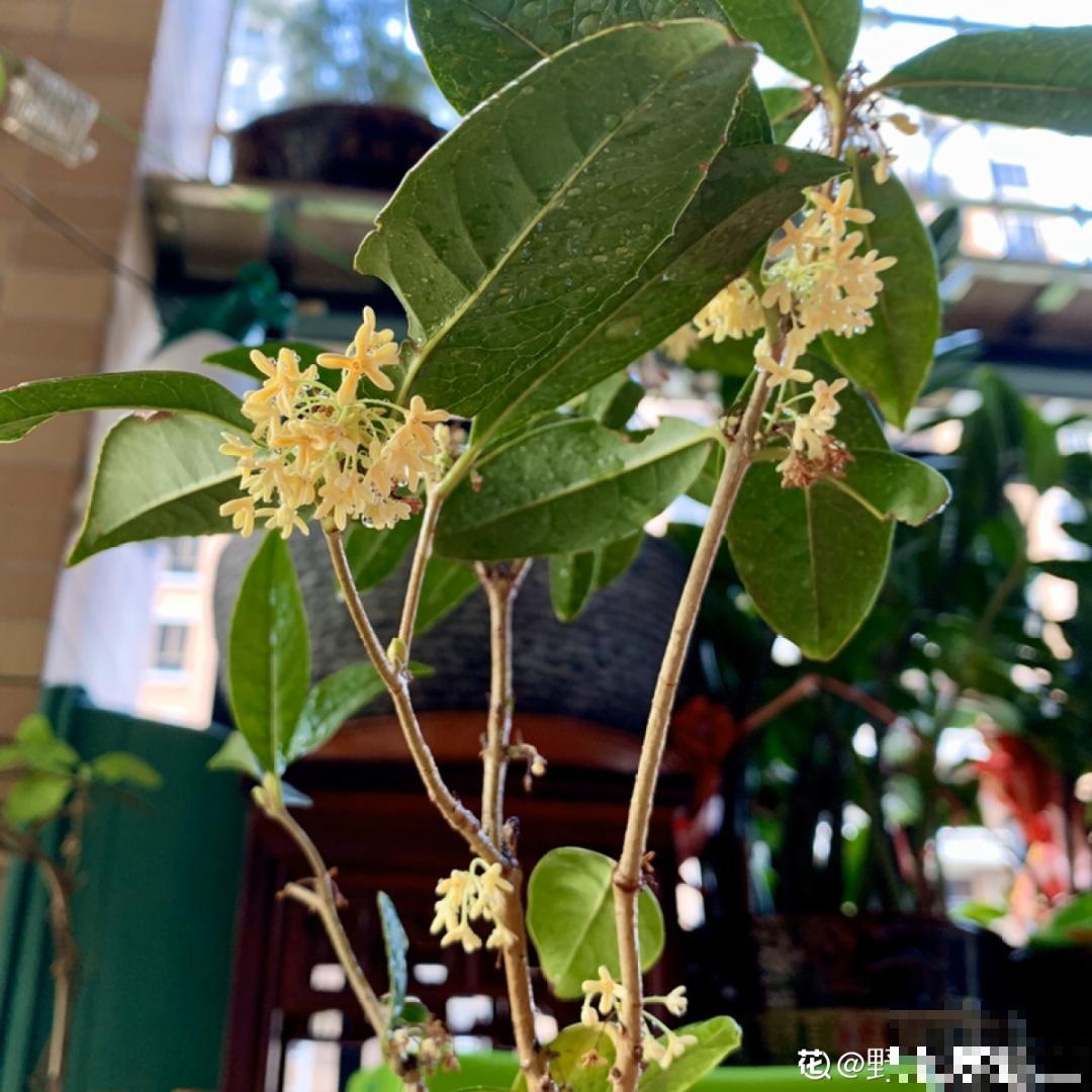 枝条不用扦插也能繁殖，环割一圈裹上土，塑料袋一包就能长根