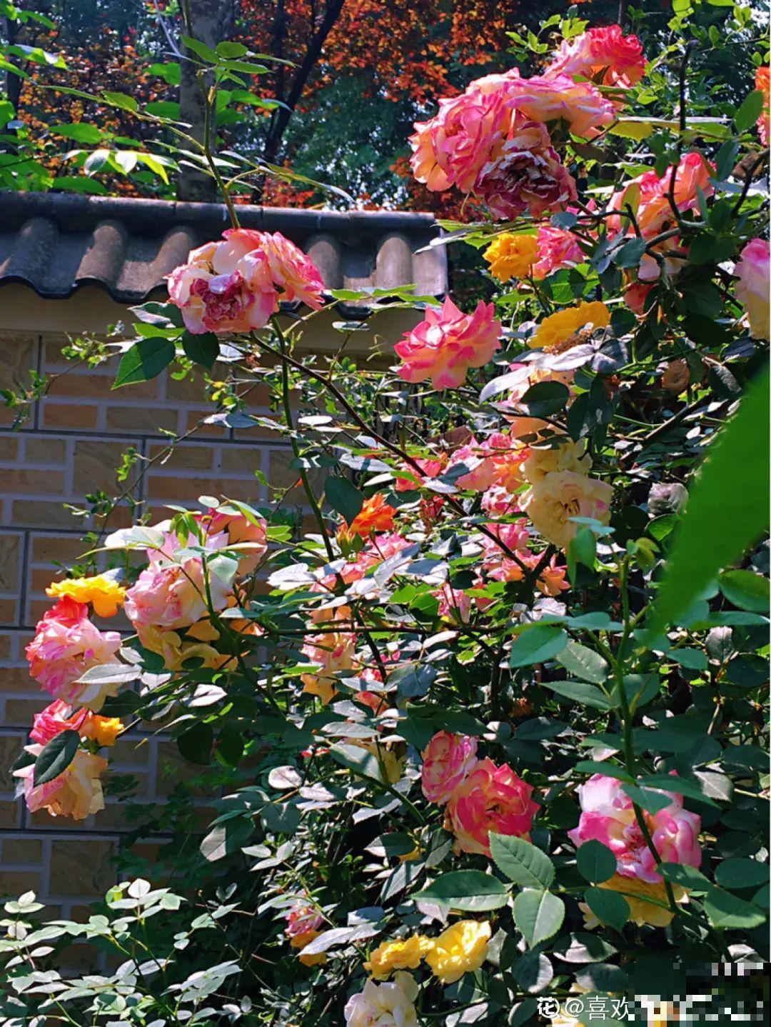 家里4个角落别浪费，分别养些好看的花，一年就能变花园！