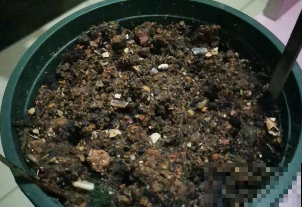 长得最快的多肉，满盆毛毛虫，开花比月季还艳！