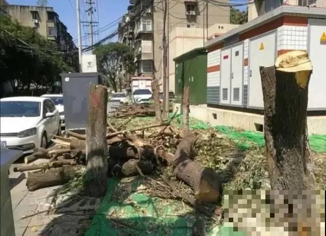 407岁古树，熊孩子玩火烧坏，只剩树皮还能活？