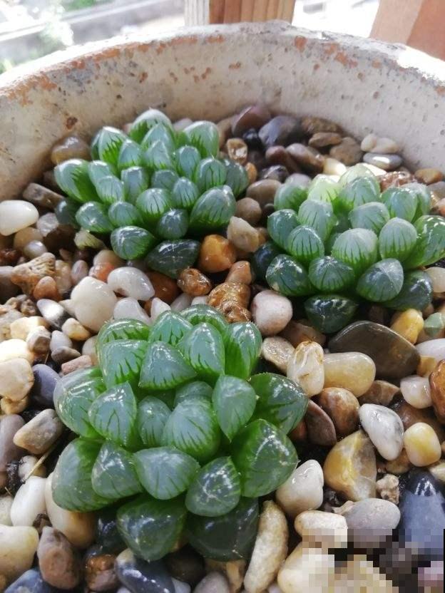 家里养玉露，扣个塑料瓶，立马水晶透亮