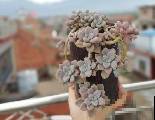 封闭小阳台，适合养这8种多肉，上色快、爆盆容易！