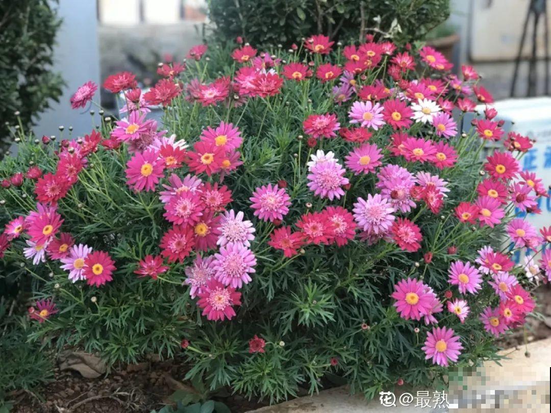 8种花,养小不养老,越老开花越少! 8种花,养小不养老,越老开花越少!