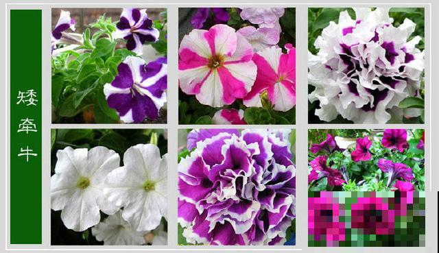 最齐全的《百花图谱》,珍藏起来,路边花都能叫上名! 最齐全的《百花图谱》,珍藏起来,路边花都能叫上名!