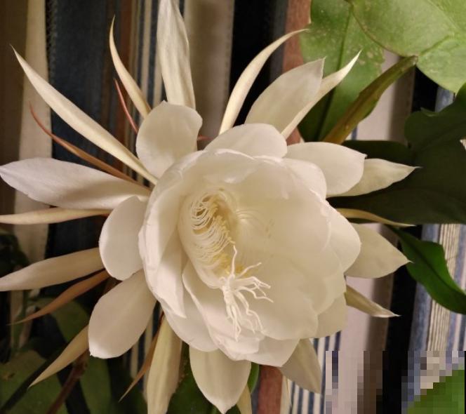 一句诗一种花,根据诗句猜花名,全猜对的是个文化人 一句诗一种花,根据诗句猜花名,全猜对的是个文化人