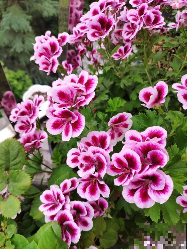 8种花要舍得掐,才能越长越旺盛 8种花要舍得掐,才能越长越旺盛