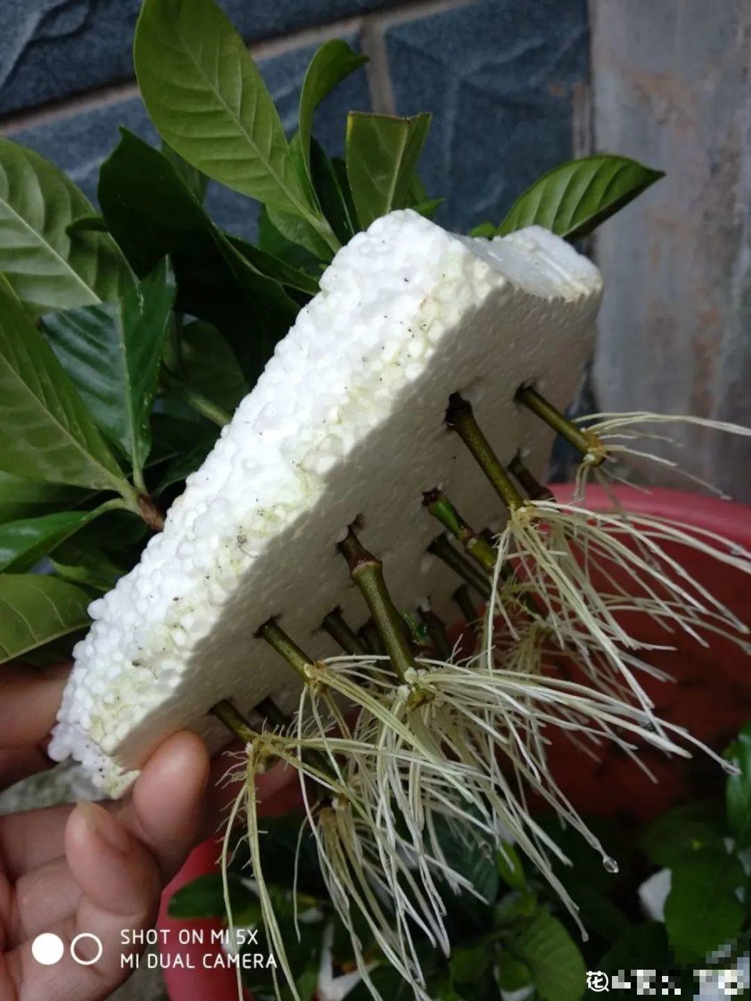 网红“巴西木”丢水里,1个月发霉了,咋办? 网红“巴西木”丢水里,1个月发霉了,咋办?