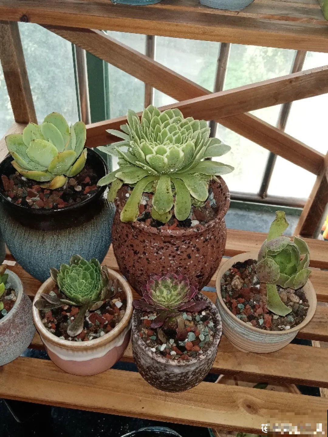 花堆成山,捡到手软,大麻袋都装不下了! 花堆成山,捡到手软,大麻袋都装不下了!