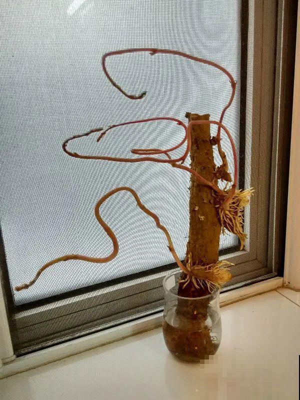 玉米地瓜，放久了自动变成盆栽，太好活了吧？