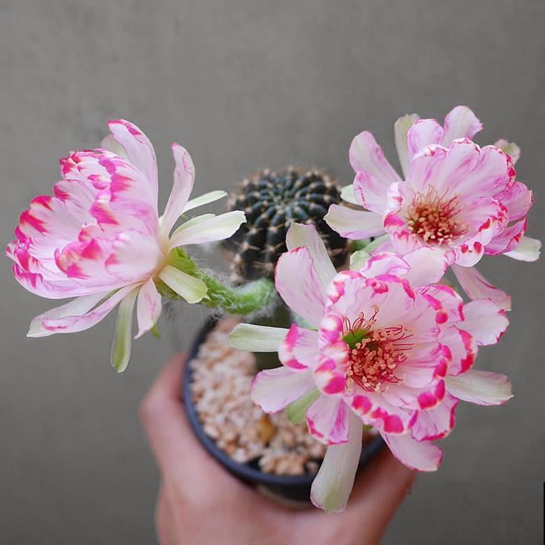 小众冷门仙人球，开花美过荷花，勤花又好养！