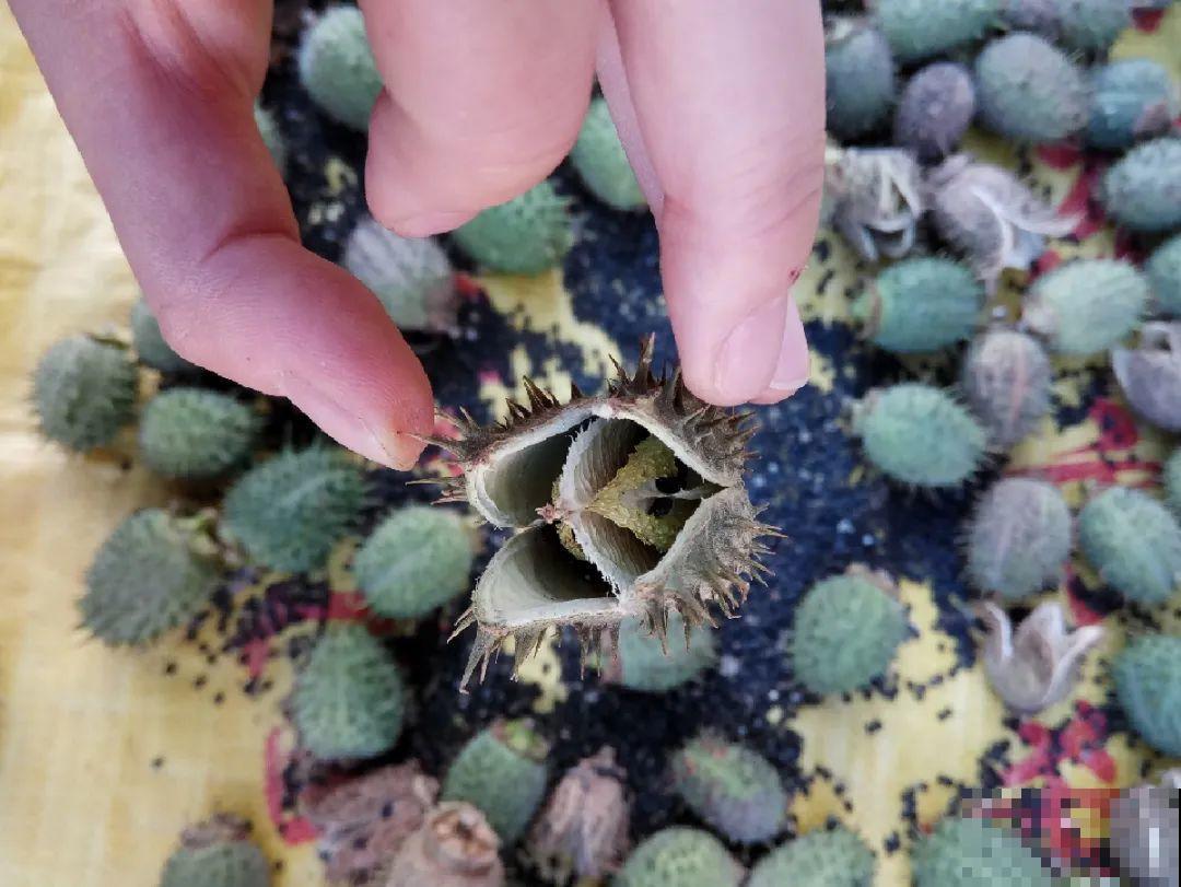 20种有毒花,出门别乱摘,有小孩的特别注意 20种有毒花,出门别乱摘,有小孩的特别注意