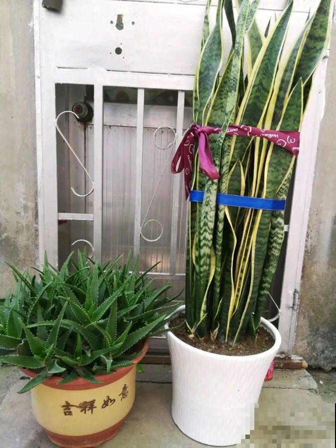 秋凉容易生虫子，月季招来害虫，必须赶紧换盆