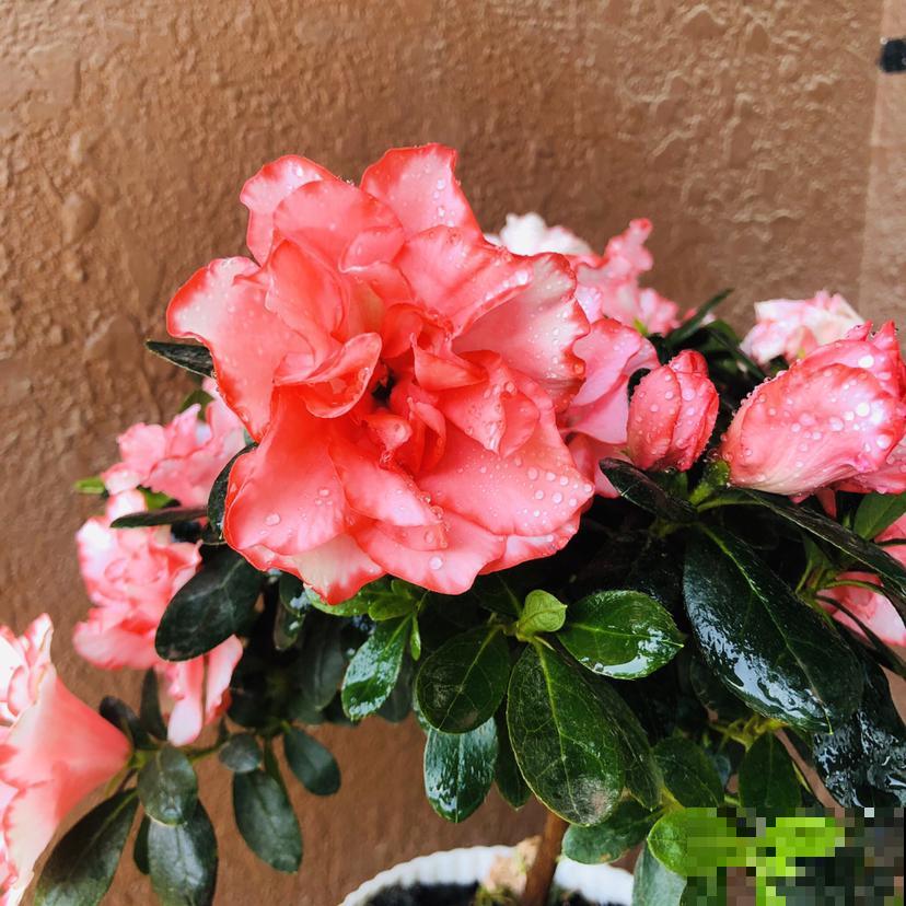 新手避坑6种花,养护难度太高,一不小心就只剩空盆 新手避坑6种花,养护难度太高,一不小心就只剩空盆