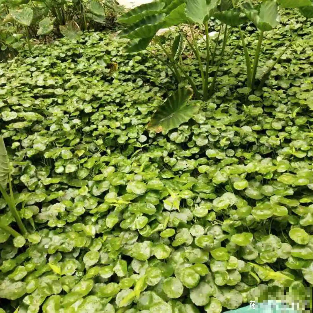 5种花最好别养,根钻得到处都是,砍都砍不尽! 5种花最好别养,根钻得到处都是,砍都砍不尽!