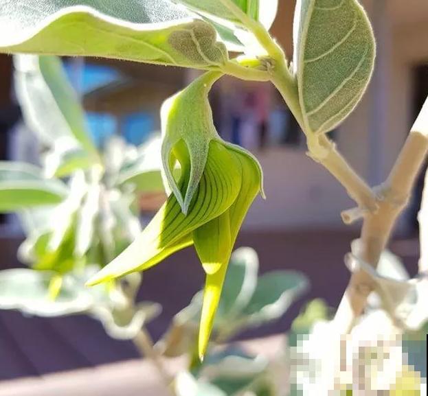 青鸟花,被束缚住的“蜂鸟”,美得太逼真! 青鸟花,被束缚住的“蜂鸟”,美得太逼真!