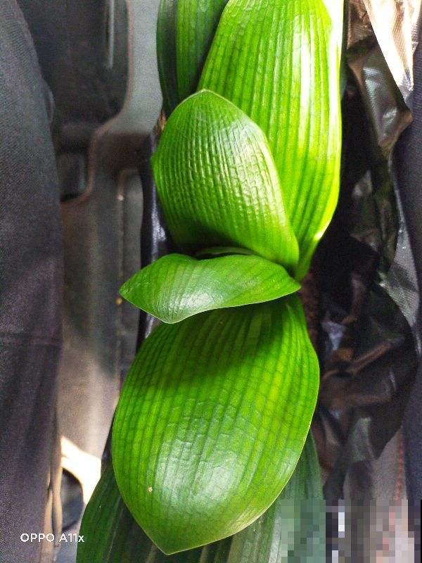 君子兰水太深,新手要摆正心态,学会避坑才能买到好兰 君子兰水太深,新手要摆正心态,学会避坑才能买到好兰