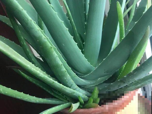 龟背竹是“吸废气”高手，家里放一盆，门窗紧闭也能空气清新！