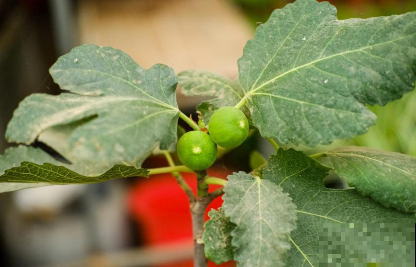 5种水果盆栽，秋天种刚好，果子能结一大片！