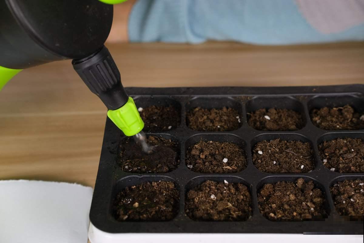 植物根系很重要,养得白白胖胖,才能开花多 植物根系很重要,养得白白胖胖,才能开花多