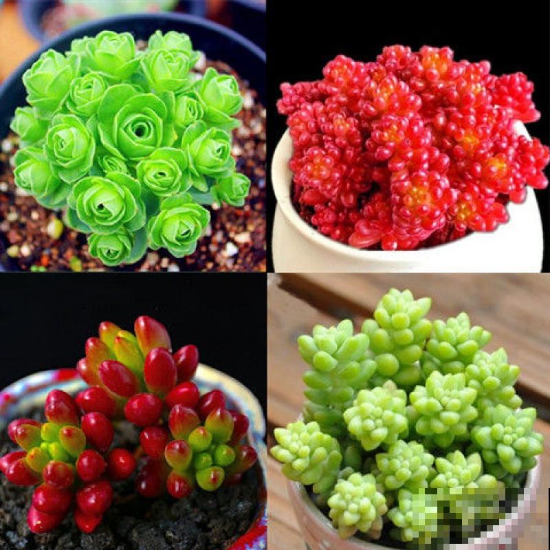 彩虹之玉这么养,肉嘟嘟,肥嫩嫩,红彤彤! 彩虹之玉这么养,肉嘟嘟,肥嫩嫩,红彤彤!