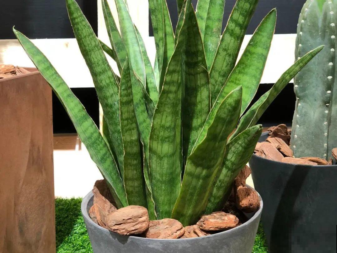 24种植物“净化器”,每个房间养一盆,太值了! 24种植物“净化器”,每个房间养一盆,太值了!