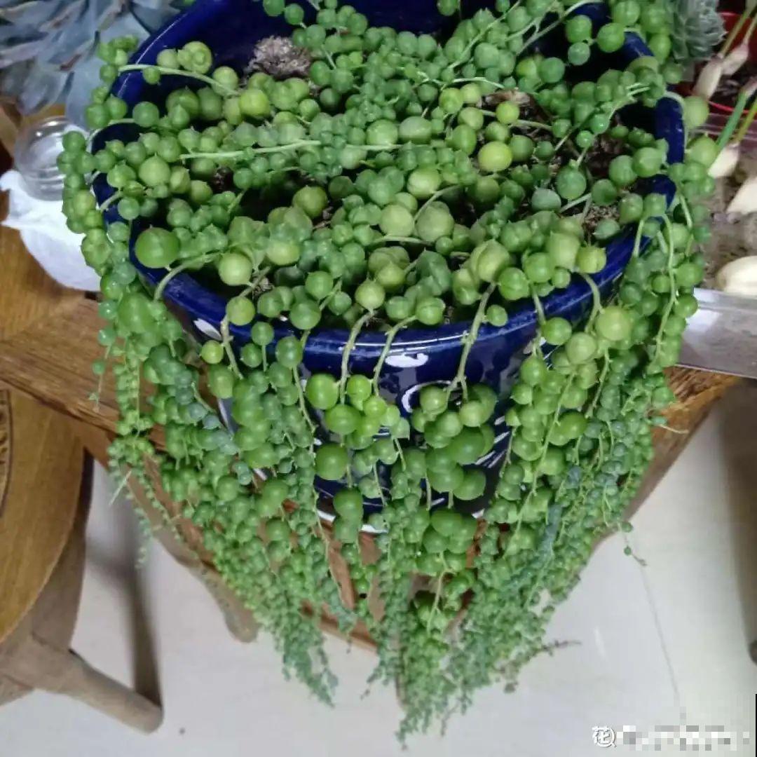 扦插这些花,只需摘几片叶子,生根太容易! 扦插这些花,只需摘几片叶子,生根太容易!