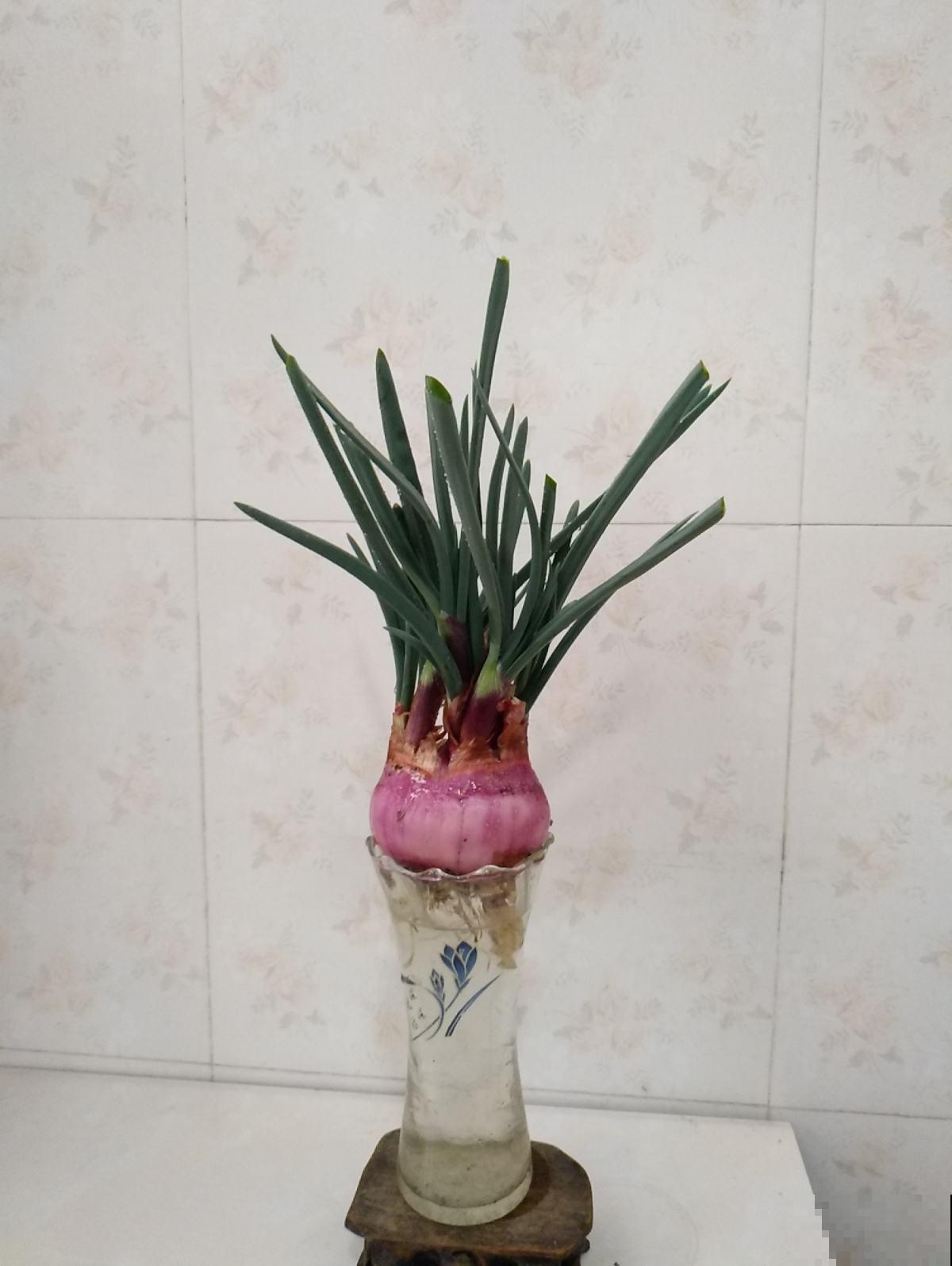 水里丢两块木炭，水培花不烂根，还能净化水质