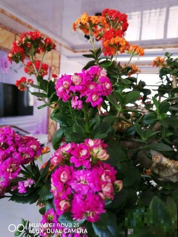 嫁接达人,玉树嫁接长寿上,花友直呼内行! 嫁接达人,玉树嫁接长寿上,花友直呼内行!