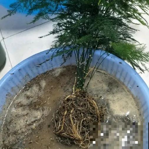 8种花换盆,换好了生一堆,换错立马死! 8种花换盆,换好了生一堆,换错立马死!