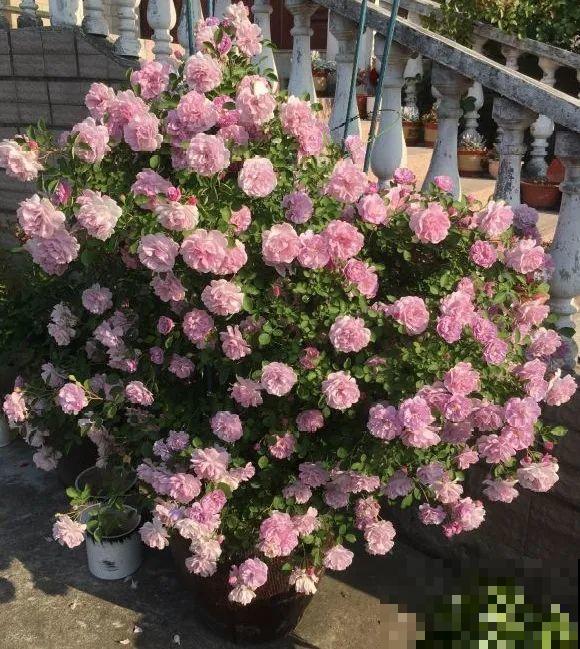 捡了3个大水缸，种上这几种花，放门口太霸气了！