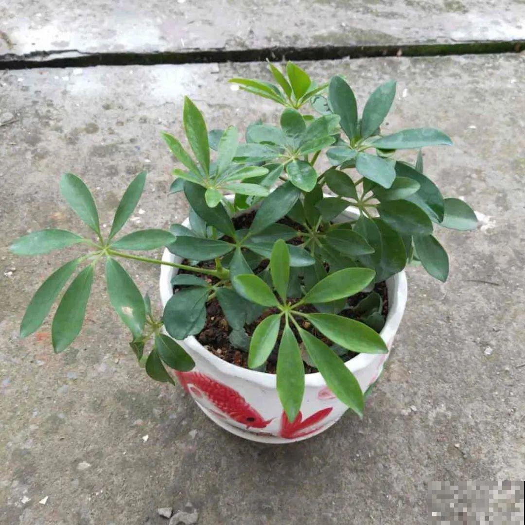 你扔的花,我捡回家,半个月起死回生! 你扔的花,我捡回家,半个月起死回生!