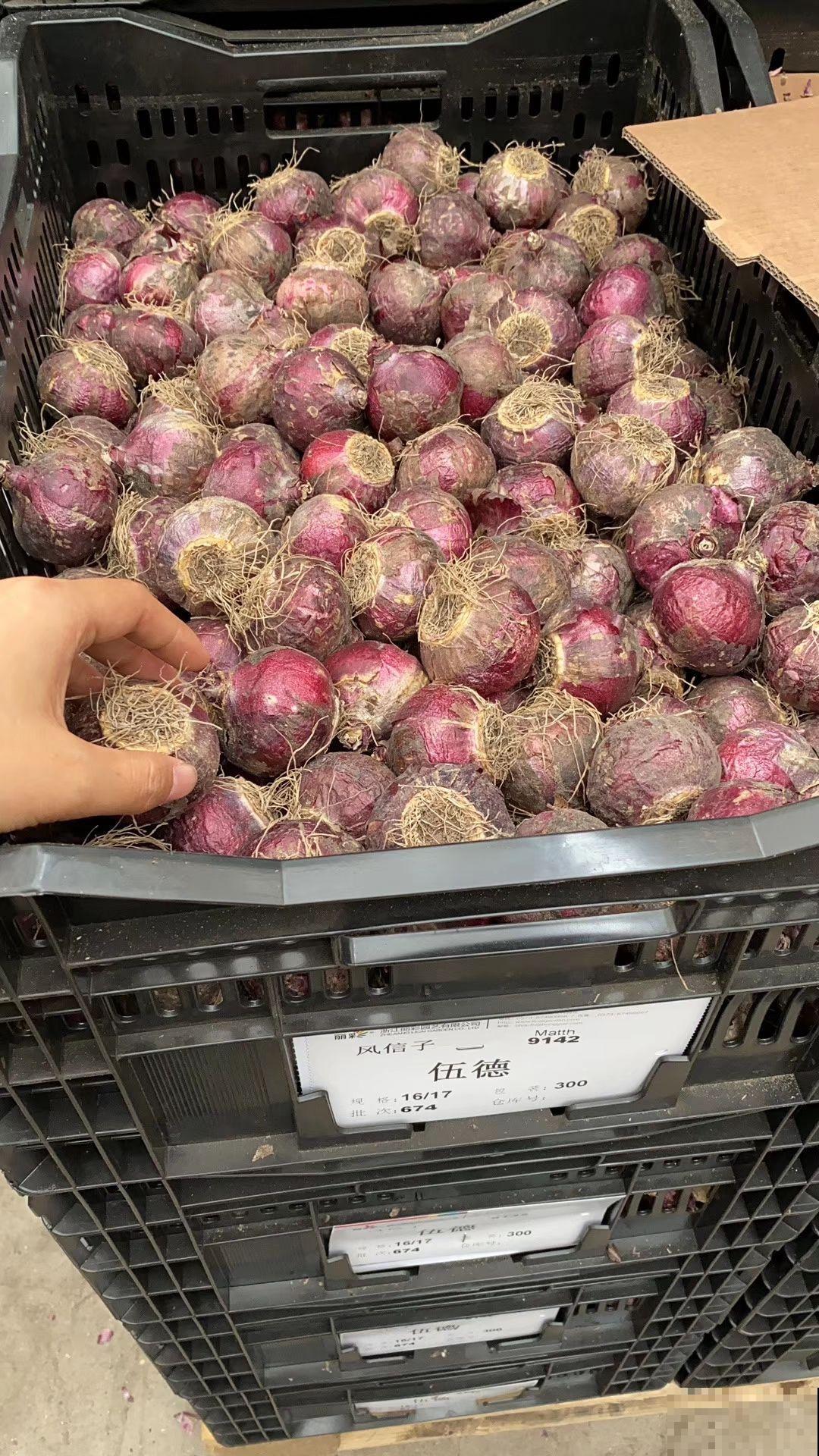 种球开完花，要好好养护，才能继续养大